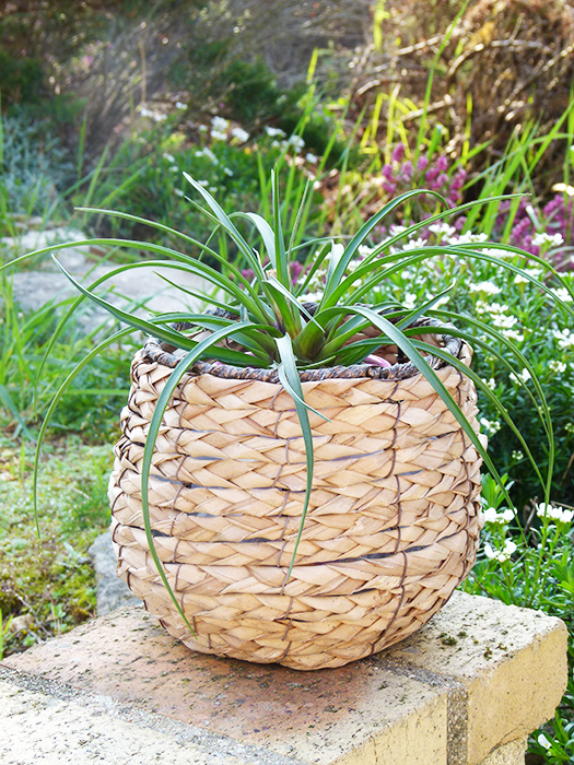 cache-pot_krentz_91141984_1.jpg Cache-pot en jonc de mer tressé déco naturelle – Image 1