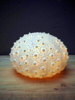 Lampe oursin poudre de pierre et résine