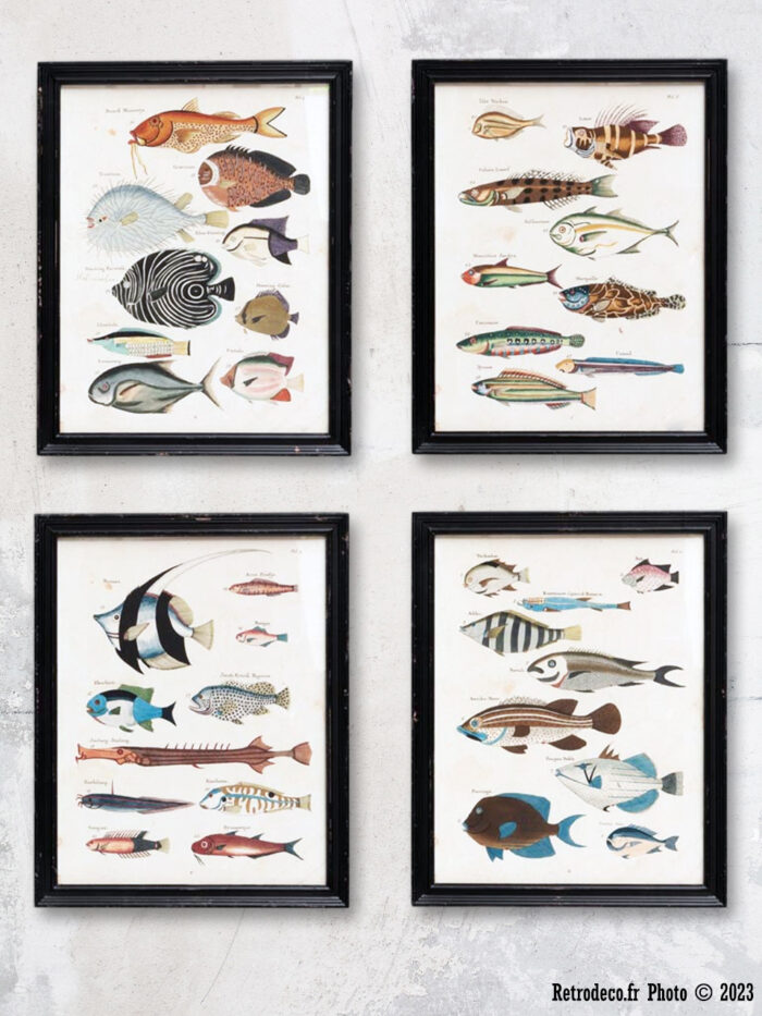 Set 4 cadres poissons multicolores déco bord de mer Chehoma