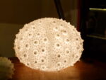 Lampe oursin résine blanche – Image 3