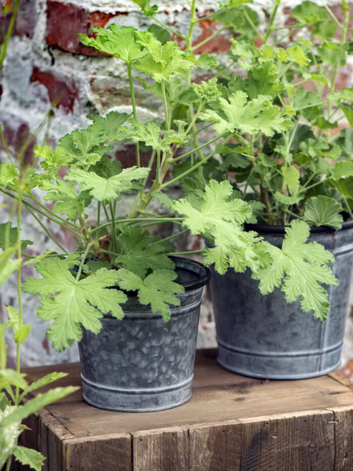 Set de 4 pot zinc Ib laursen – Image 2