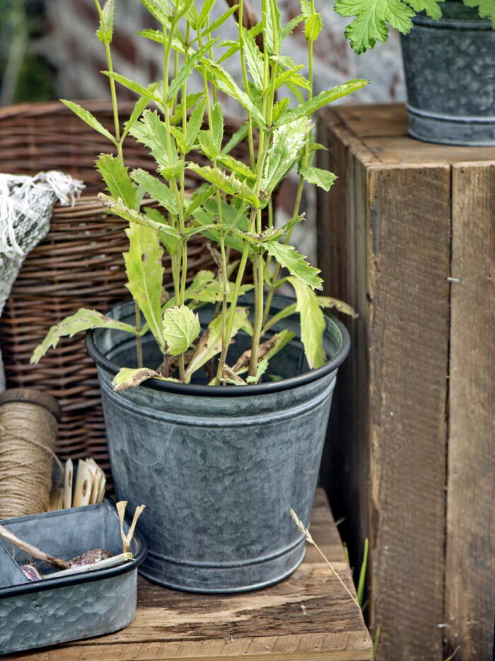 Set de 4 pot zinc Ib laursen – Image 3