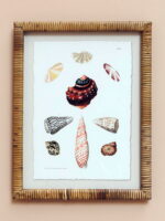 Set de 2 cadres coquillages – Image 3