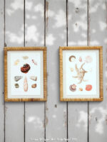 Set de 2 cadres coquillages Chehoma