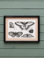 Set de 4 cadres gravures papillons Chehoma – Image 2