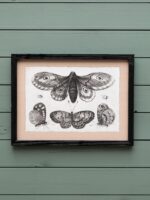 Set de 4 cadres gravures papillons Chehoma – Image 3