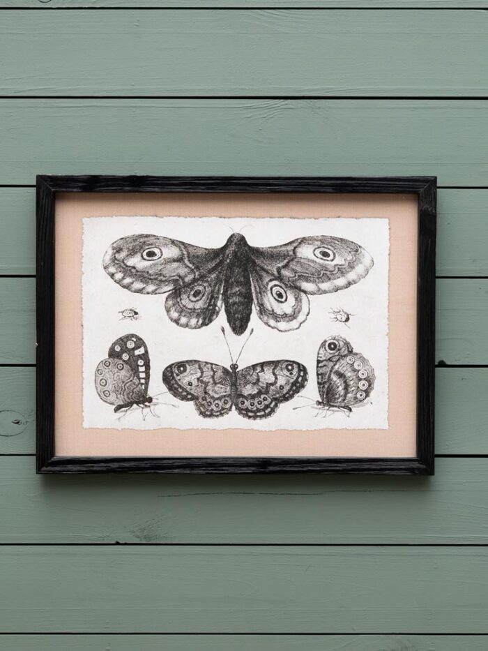 Set de 4 cadres gravures papillons Chehoma – Image 3