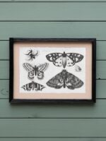 Set de 4 cadres gravures papillons Chehoma – Image 4