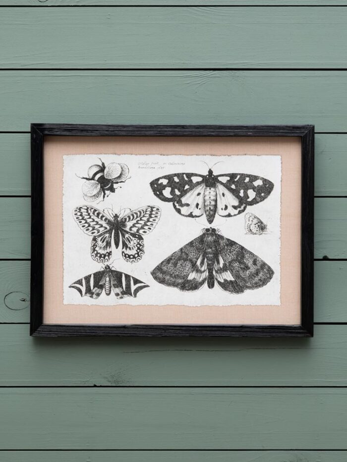 Set de 4 cadres gravures papillons Chehoma – Image 4