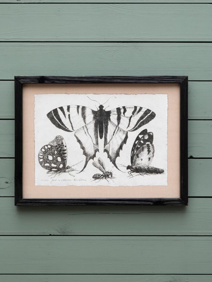 Set de 4 cadres gravures papillons Chehoma – Image 5