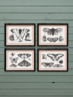 Set de 4 cadres gravures papillons Chehoma