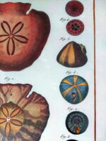 Cadre Histoire naturelle Oursins – Image 2