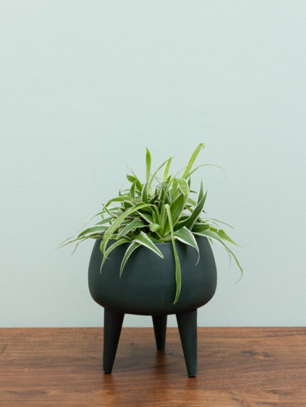 Petit cache pot vert sur trepied Chehoma