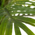 Plante artificielle Areca – Image 2