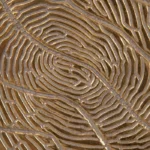 Table Feuilles métal doré – Image 3