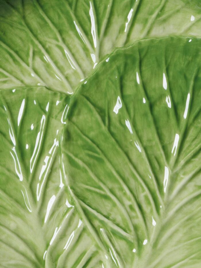 Petite assiette feuilles de salade – Image 2