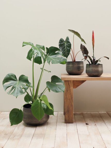 Set de 3 pots Serpentes métal argenté Chehoma