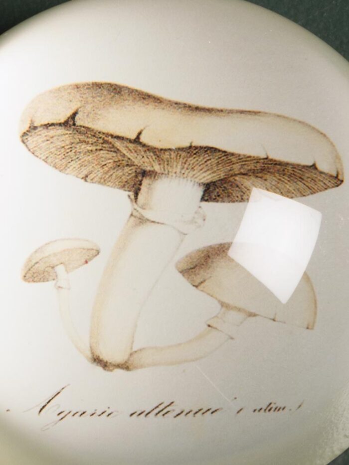 Presse-papier Champignon – Image 2