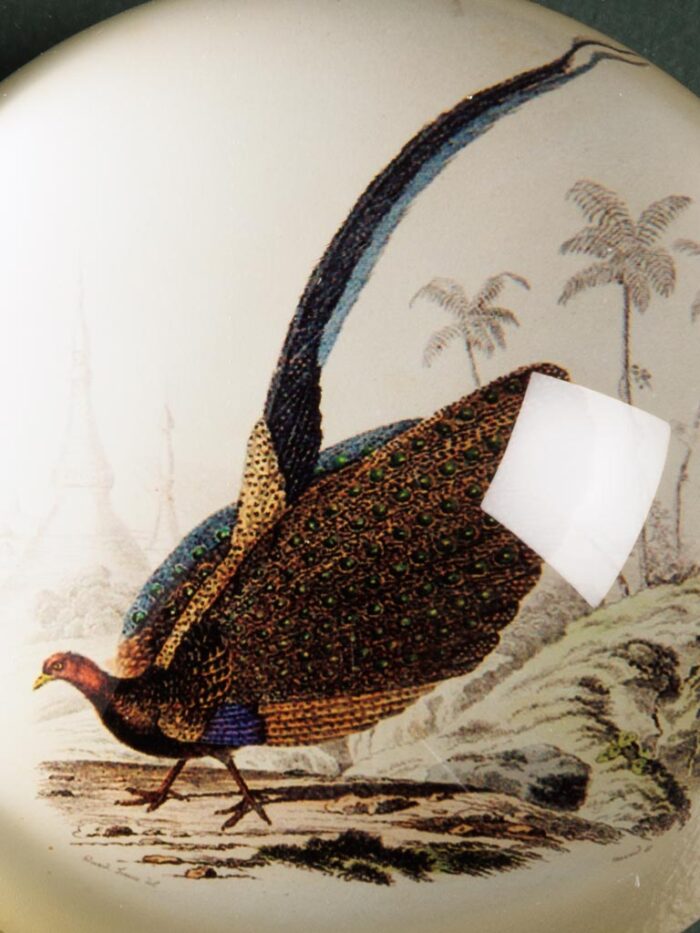 Presse-papier oiseau Paon – Image 2
