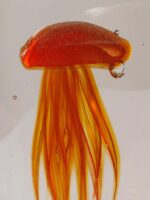 Sulfure méduse orangée aplatie – Image 3