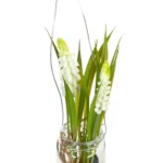Bocal suspendu 2 fleurs Muscari blanc – Image 3